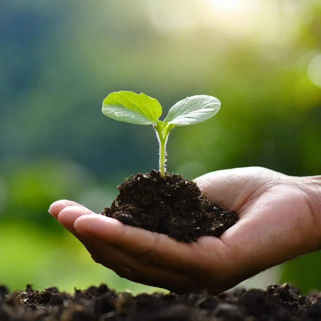 Jord frilandsjord plantering odling